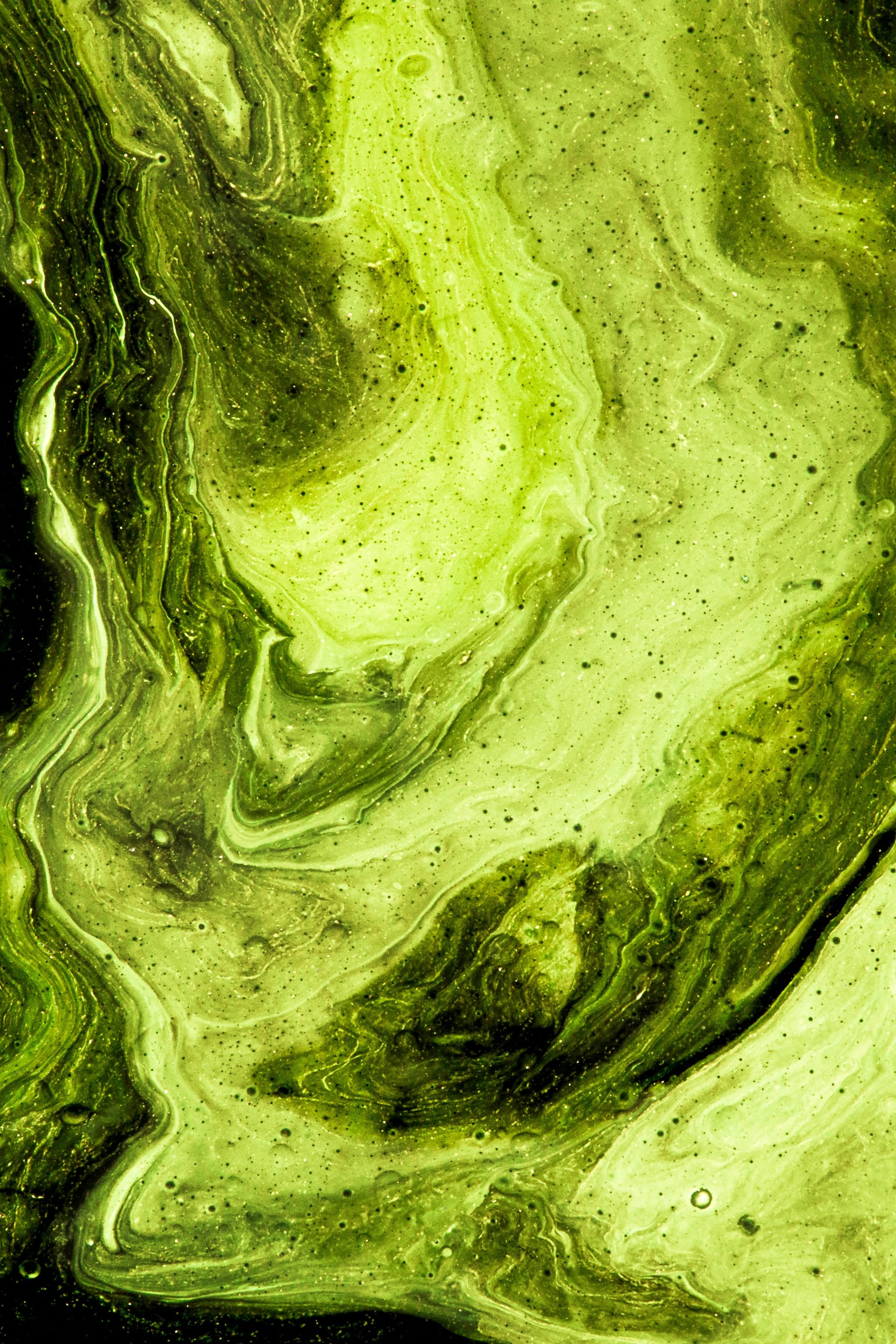 Why is Algae in Skincare Products and What Can it Do For Your Skin?