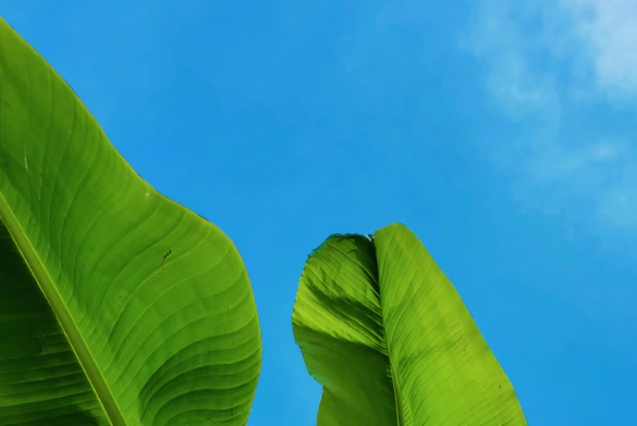 green plants depicting ethics