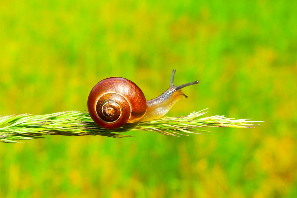 Snail Mucin for Skin: What It Actually Does and How to Use It